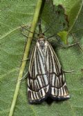 Crrysocrambus craterellus